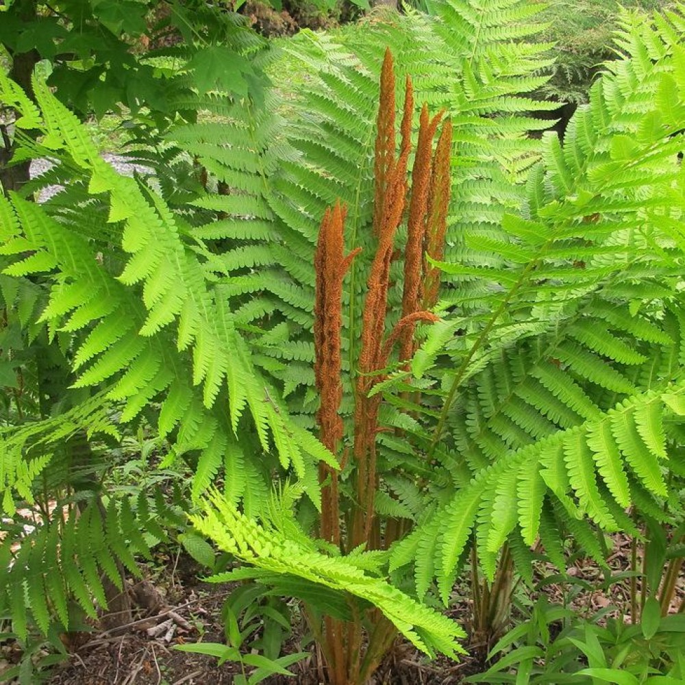 Осмунда азиатская (Osmunda asiatica) - Дизайн флора