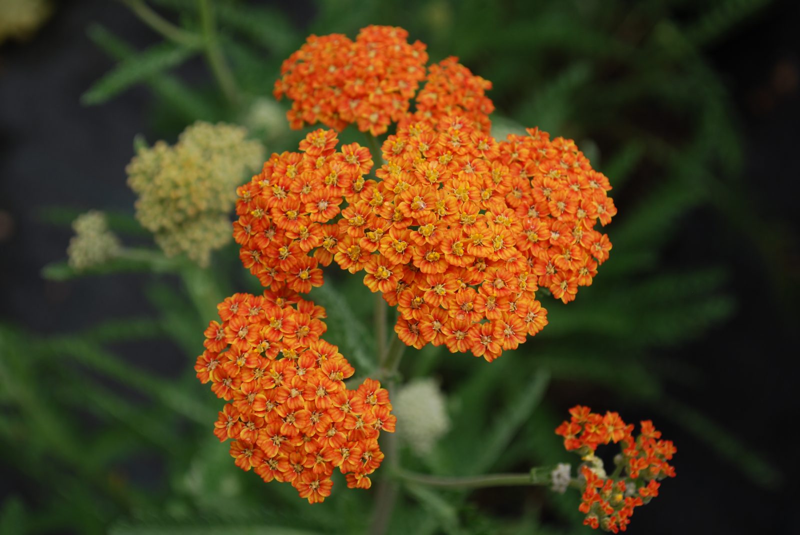 Тысячелистник обыкновенный (Achillea millefolium)